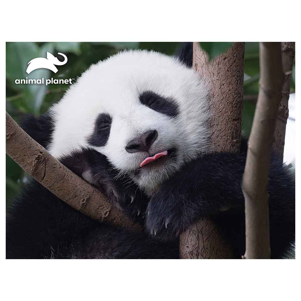 Prime 3D - Discovery Giant Panda 500pcs Puzzle | Buy at Best Price from  Mumzworld
