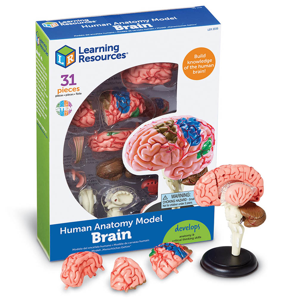 Learning Resources Brain Model LER3335 3335 Human Anatomy for sale online 